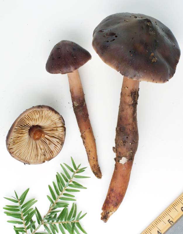 Phaeocollybia benzokauffmanii